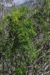 Secamone filiformis