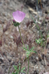 Sidalcea diploscypha
