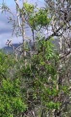 Secamone filiformis