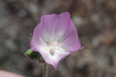 Sidalcea diploscypha