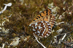 Boloria polaris