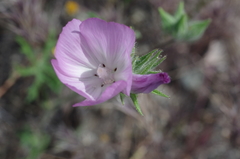 Sidalcea diploscypha