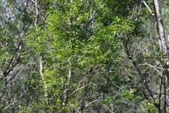 Secamone filiformis