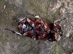 Heterogomphus dilaticollis