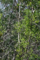 Secamone filiformis