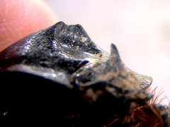 Heterogomphus dilaticollis