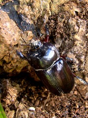 Heterogomphus dilaticollis