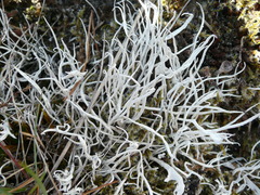 Thamnolia vermicularis ssp. vermicularis image