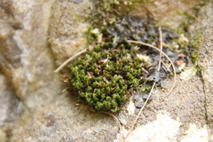 Ptychomitrium crispatum