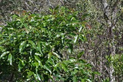 Searsia chirindensis