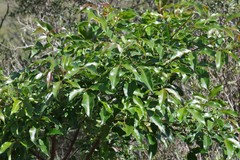 Searsia chirindensis