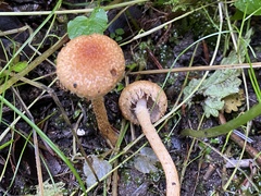 Lacrymaria pyrotricha