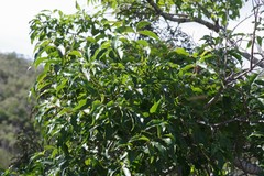 Searsia chirindensis