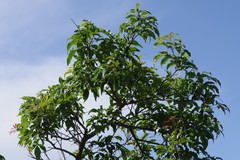 Searsia chirindensis