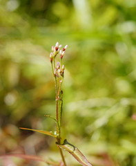 Persicaria praetermissa