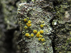 Lecanora fulvastra