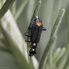 Malachius mixtus