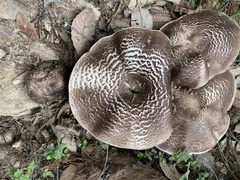 Agaricus perobscurus