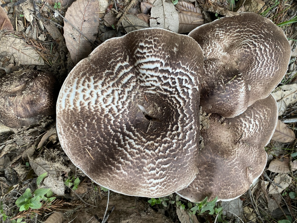 Agaricus perobscurus