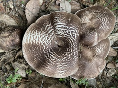 Agaricus perobscurus