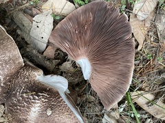 Agaricus perobscurus