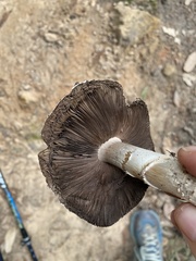 Agaricus perobscurus