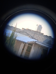 Toxostoma curvirostre