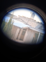 Toxostoma curvirostre