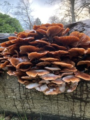 Armillaria ostoyae