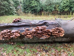 Armillaria ostoyae