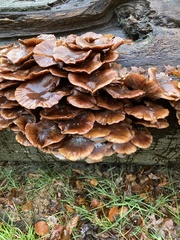 Armillaria ostoyae