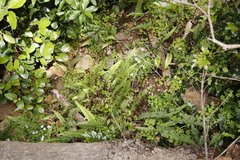 Blechnum punctulatum punctulatum