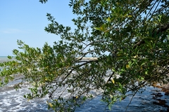Rhizophora mangle