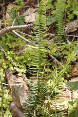 Blechnum punctulatum punctulatum