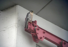 Falco peregrinus
