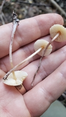 Cystolepiota seminuda