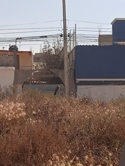 Pyrocephalus rubinus