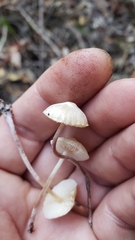 Cystolepiota seminuda