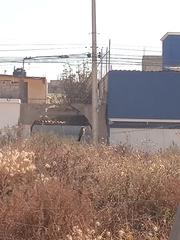 Pyrocephalus rubinus