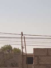 Pyrocephalus rubinus