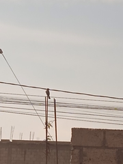 Pyrocephalus rubinus