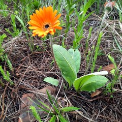 Gerbera aurantiaca