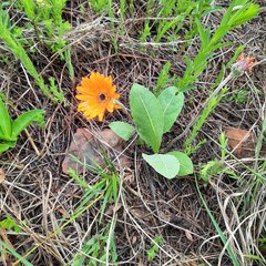 Gerbera aurantiaca