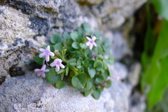 Valeriana longiflora