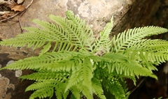 Pteris dentata