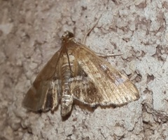 Hymenia perspectalis