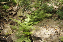 Pteris dentata