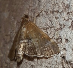 Hymenia perspectalis