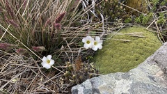 Oxalis enneaphylla