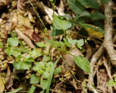 Leidesia procumbens